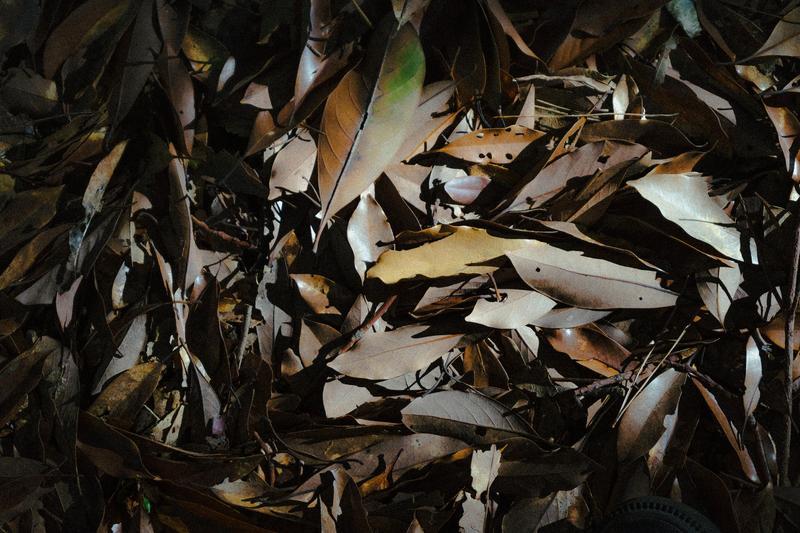 落ち葉